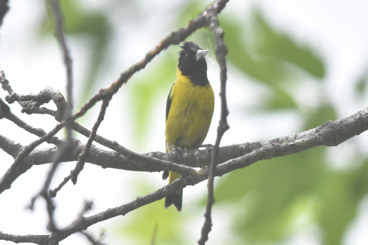 Black-headed Siskin - Caleb Strand