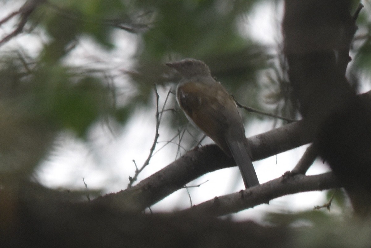 Brown-backed Solitaire - Caleb Strand