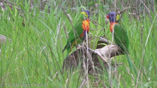 Rainbow Lorikeet - ML360487691