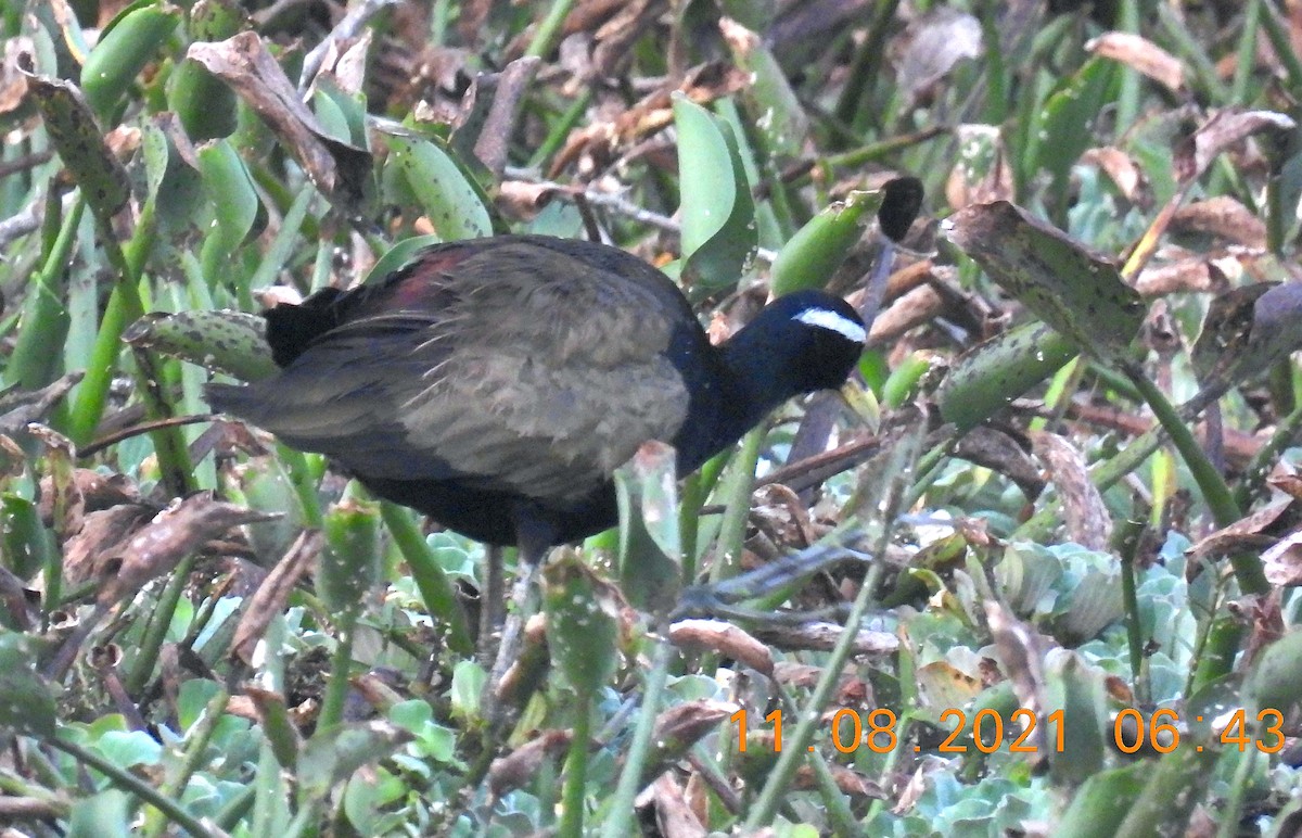 Bronze-winged Jacana - ML360489601