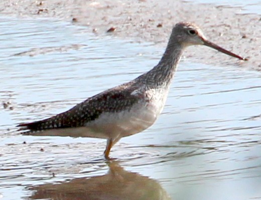 Greater Yellowlegs - sam hough