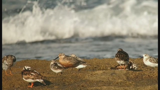 Red Knot - ML360491401