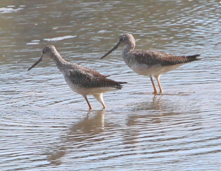 Greater Yellowlegs - ML36049161