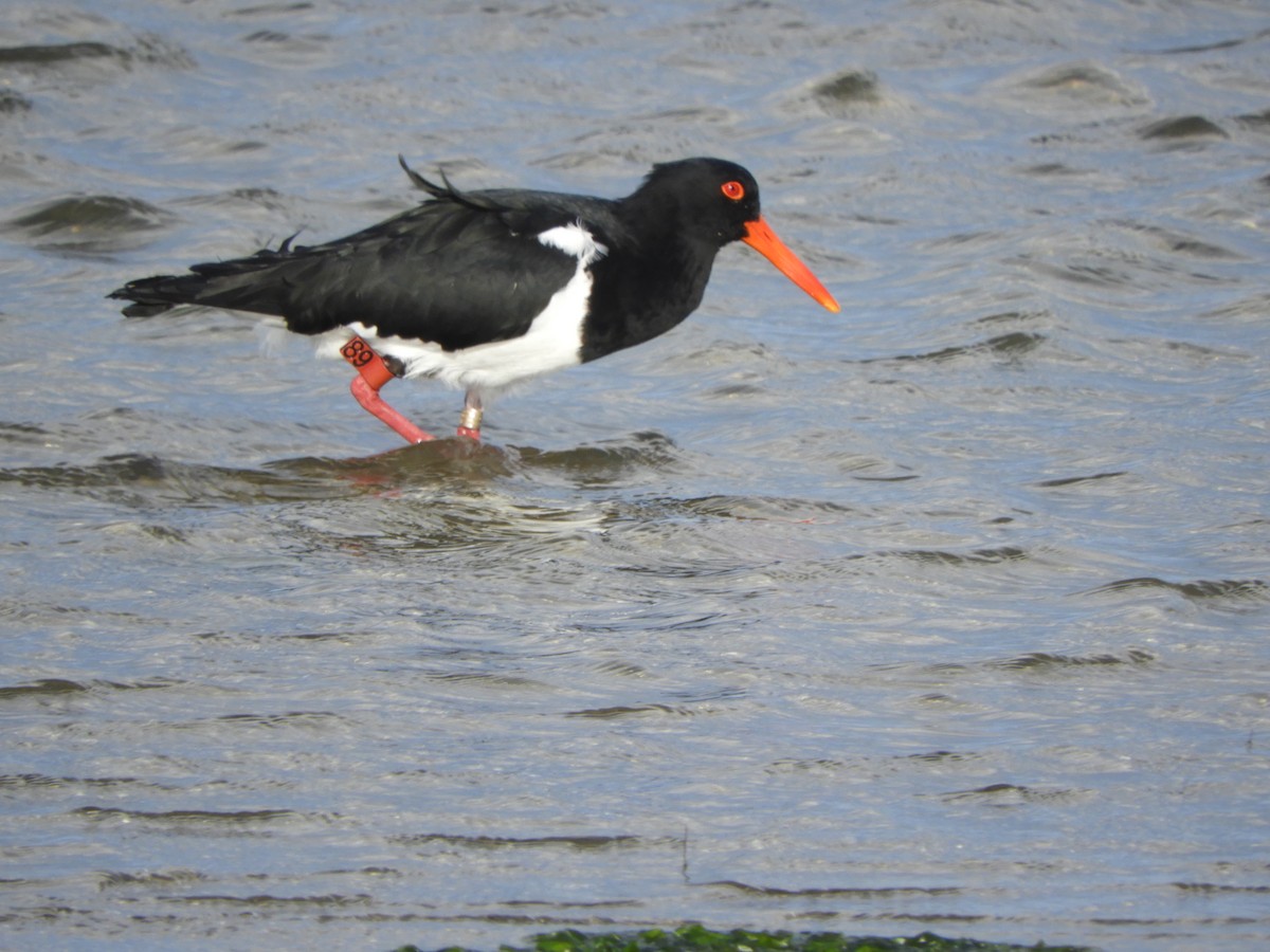 Pied Oystercatcher - Charles Silveira