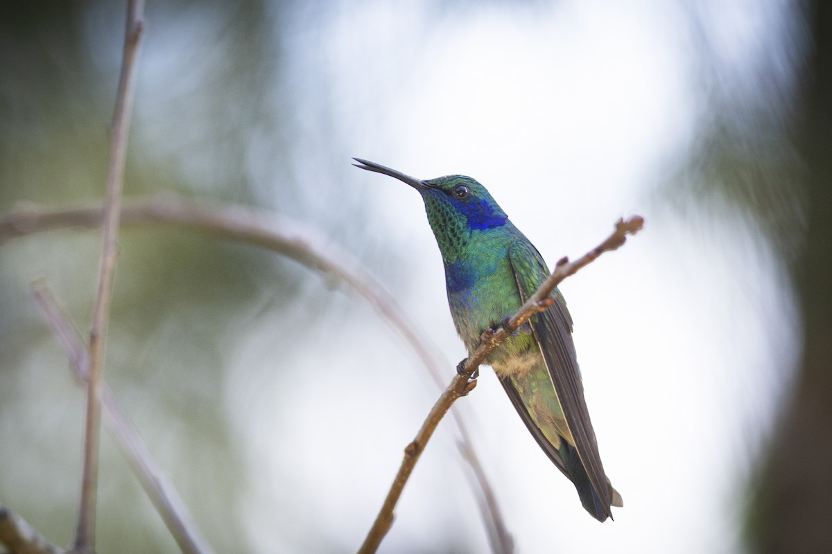 kolibřík zelený - ML360492491