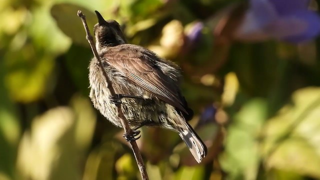 Scarlet-chested Sunbird - ML360492521