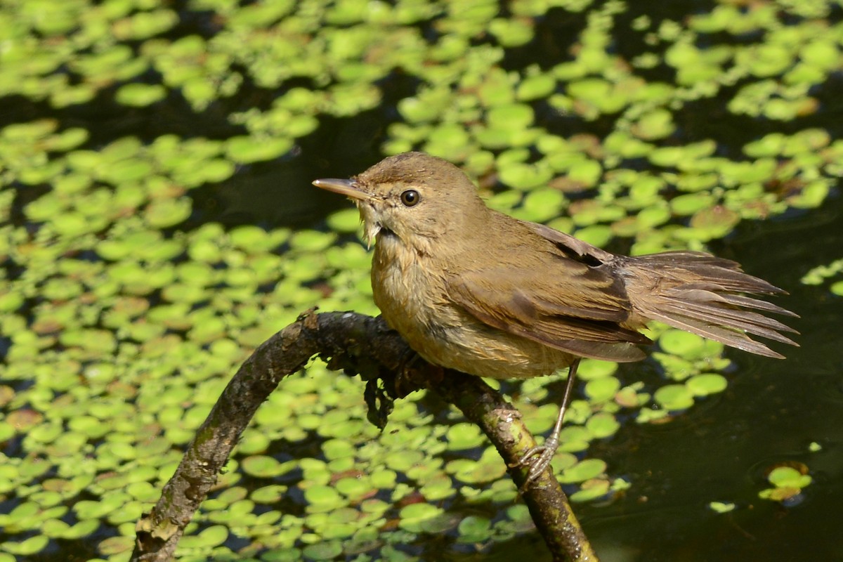 Blyth's Reed Warbler - ML360493051