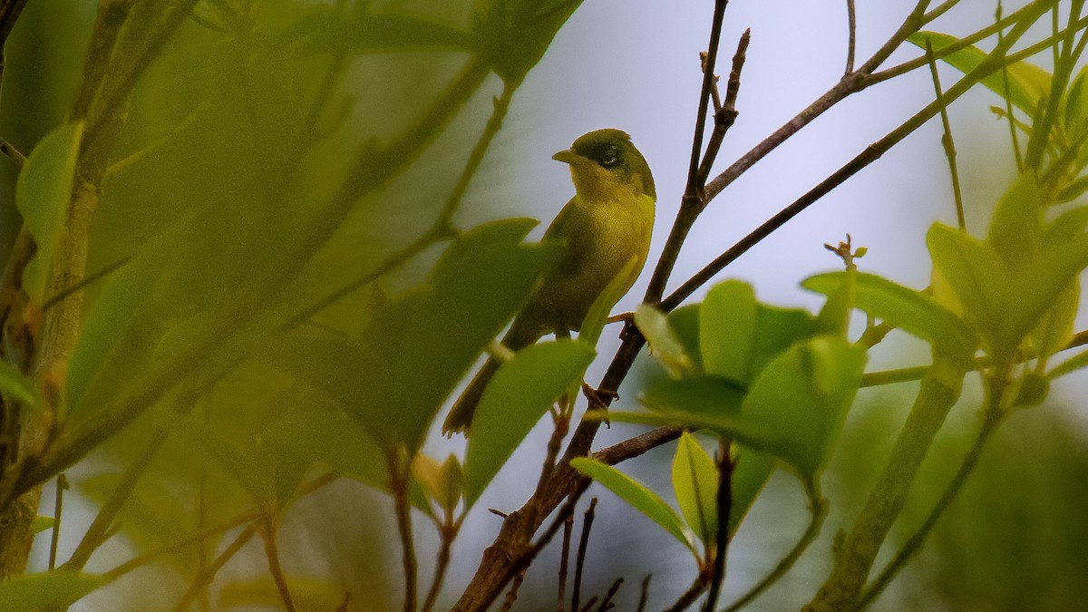 Gray-crowned Yellowthroat - ML360493281