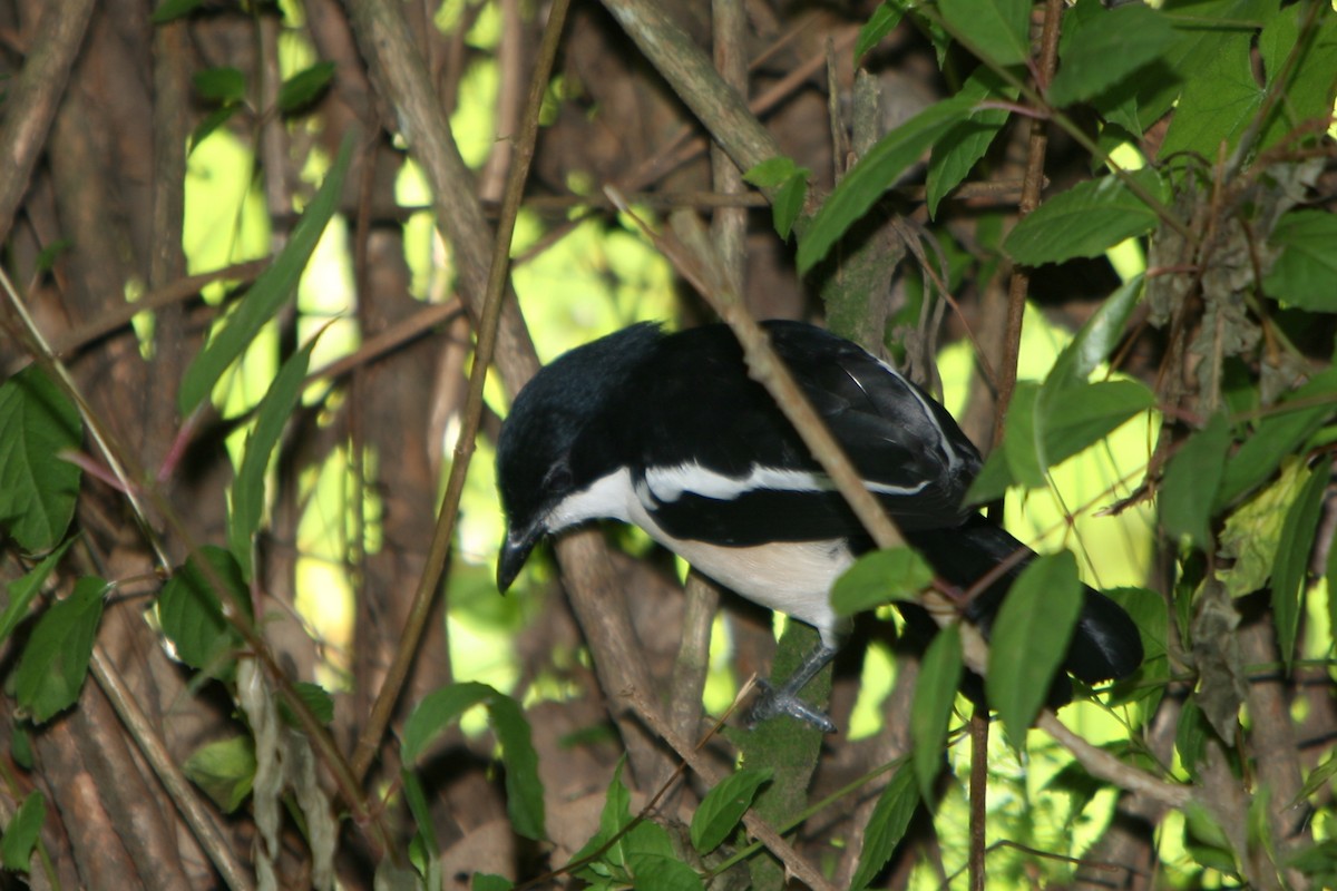 Tropical Boubou - ML360495141