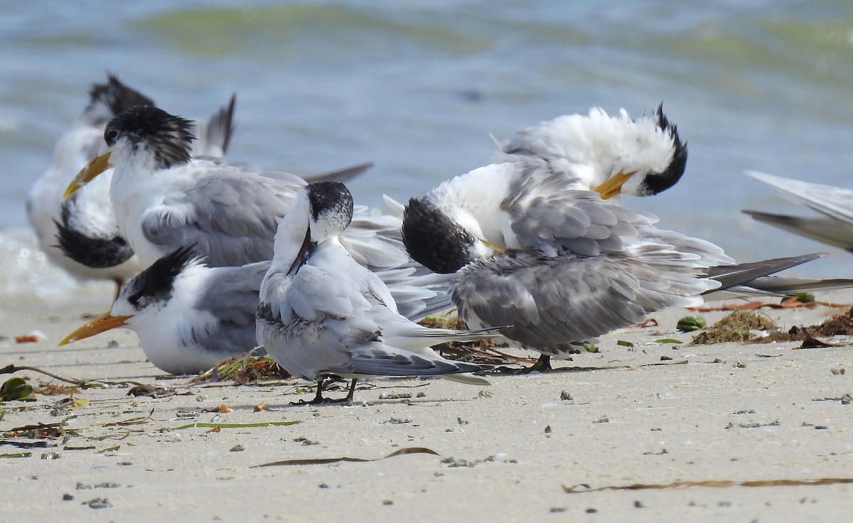 White-fronted Tern - ML360495341