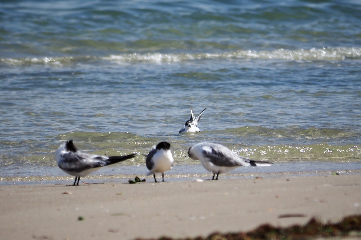 White-fronted Tern - ML360495361