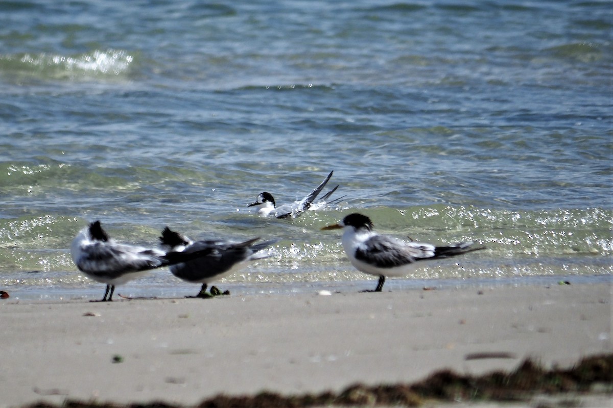 White-fronted Tern - ML360495371