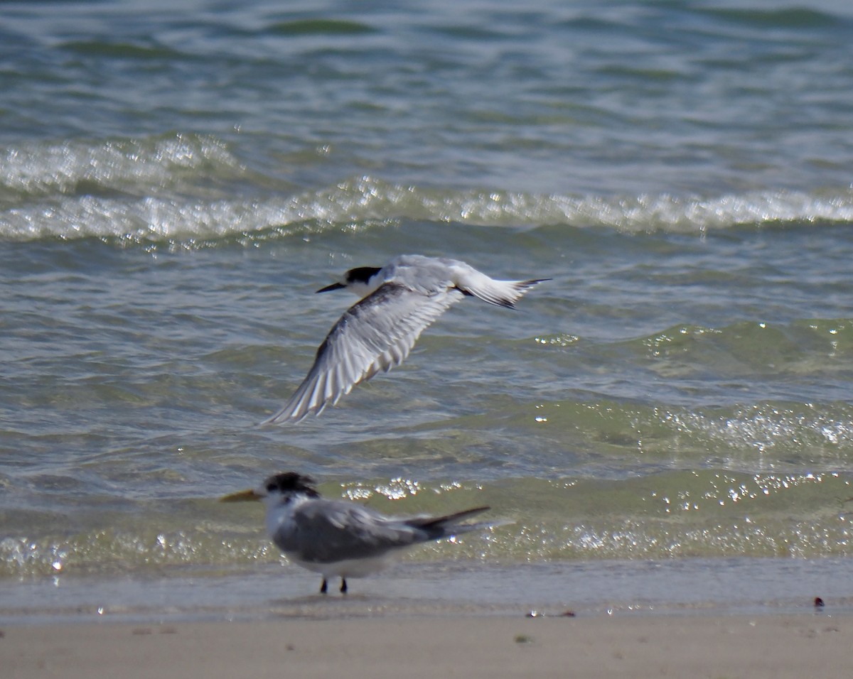 White-fronted Tern - ML360495381