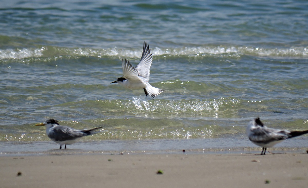 White-fronted Tern - ML360495391