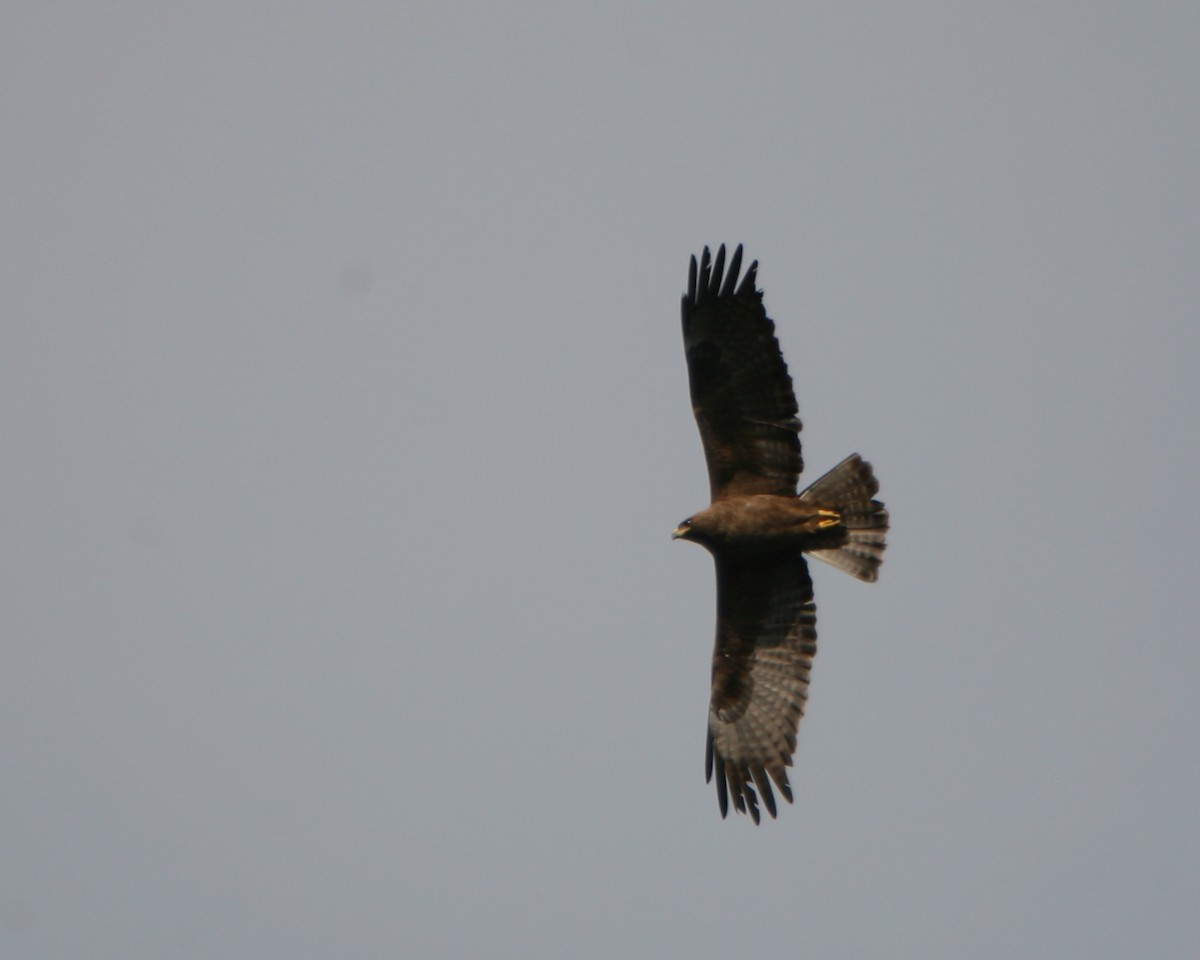 tanımsız Buteo/eagle sp. - ML360495561