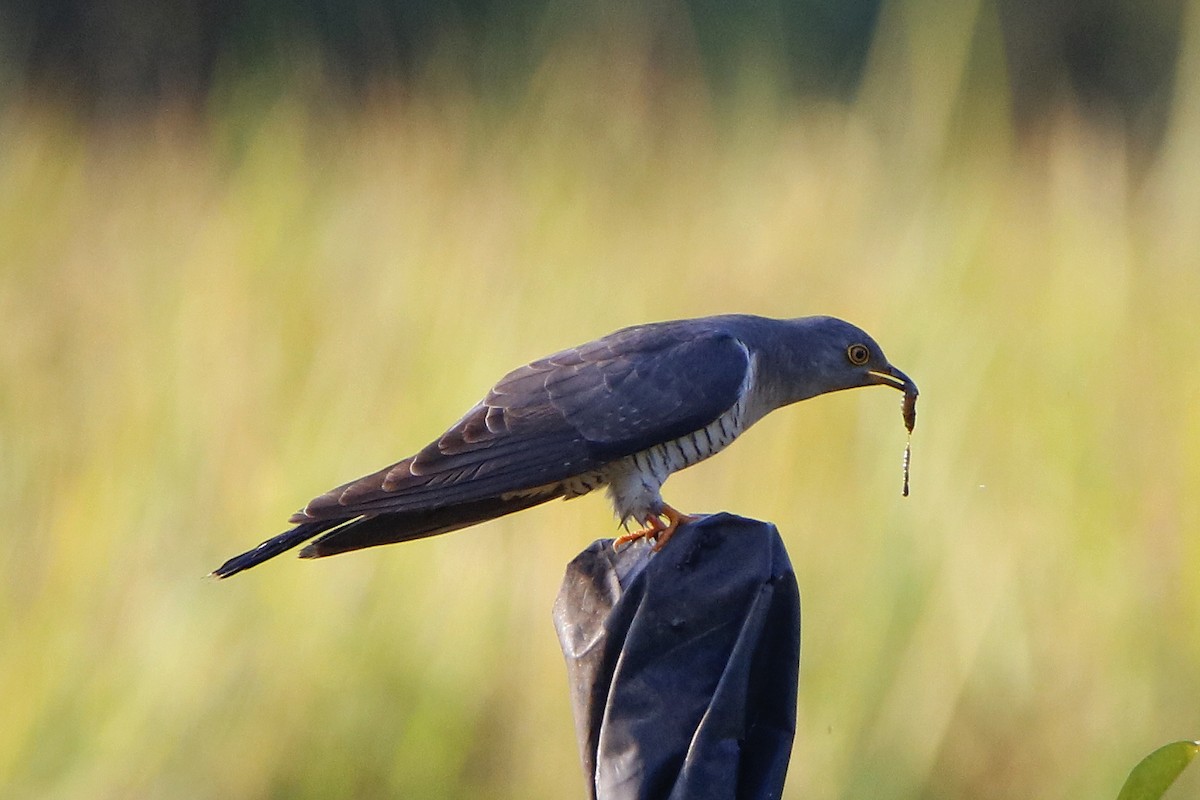 Common Cuckoo - Mehul patel