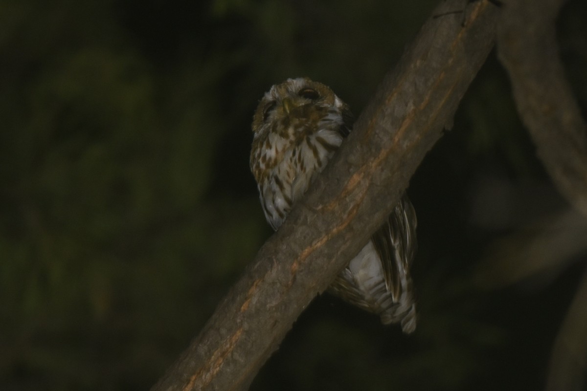 Mottled Owl - Caleb Strand