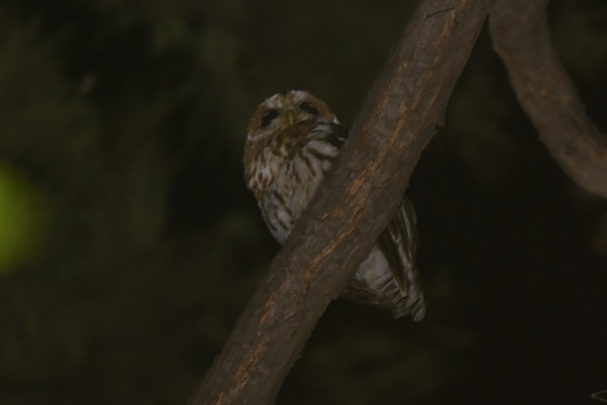 Mottled Owl - Caleb Strand