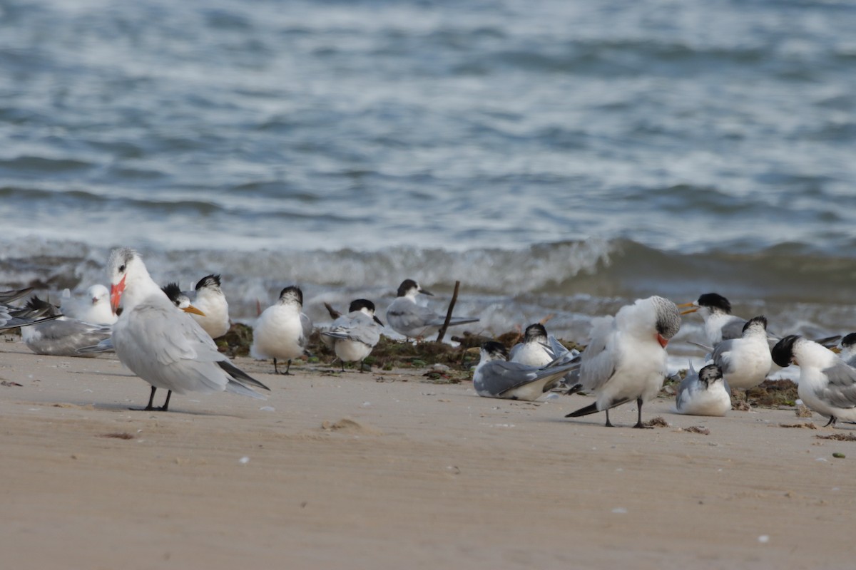 White-fronted Tern - ML360498791