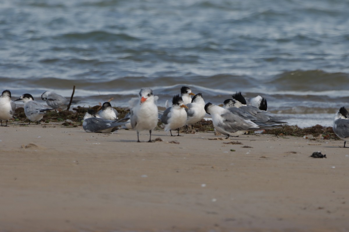 White-fronted Tern - ML360498801