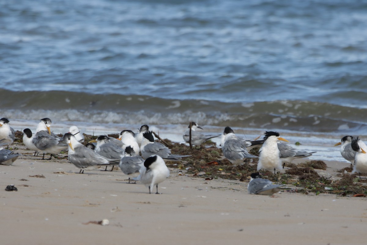 White-fronted Tern - ML360498821