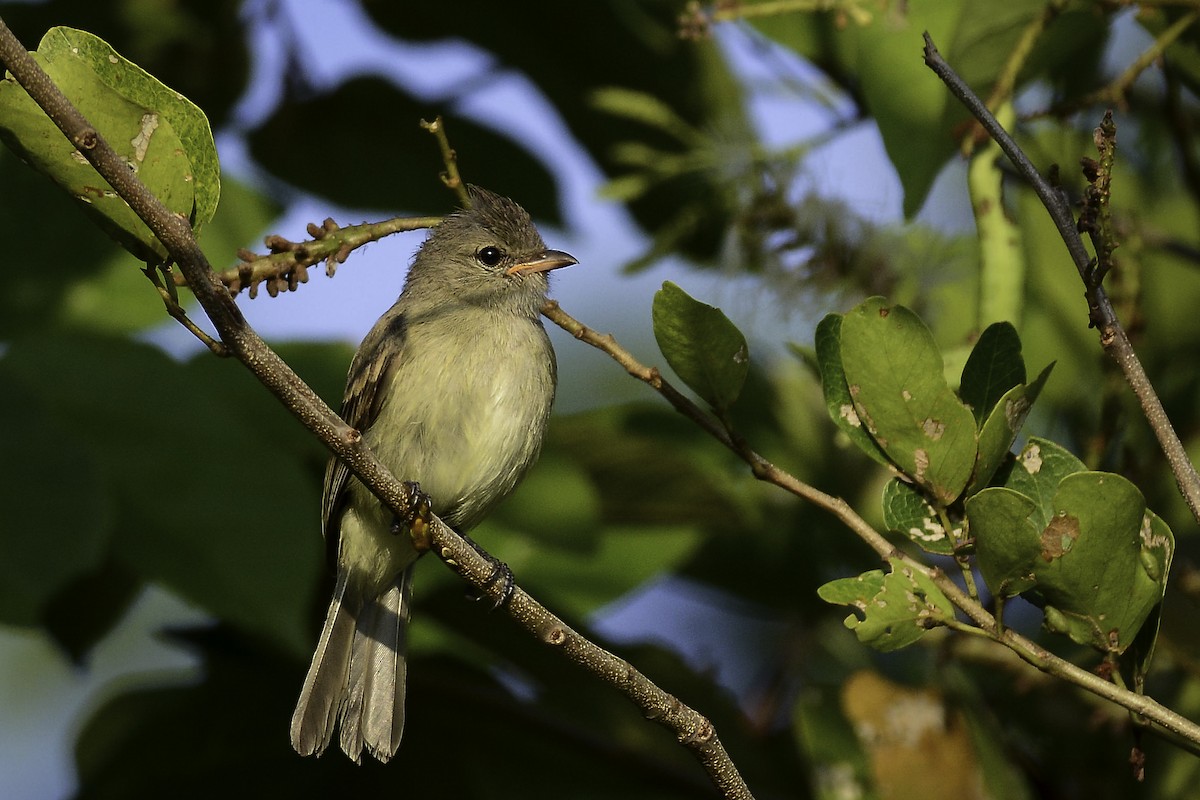 Northern Beardless-Tyrannulet - ML360499091