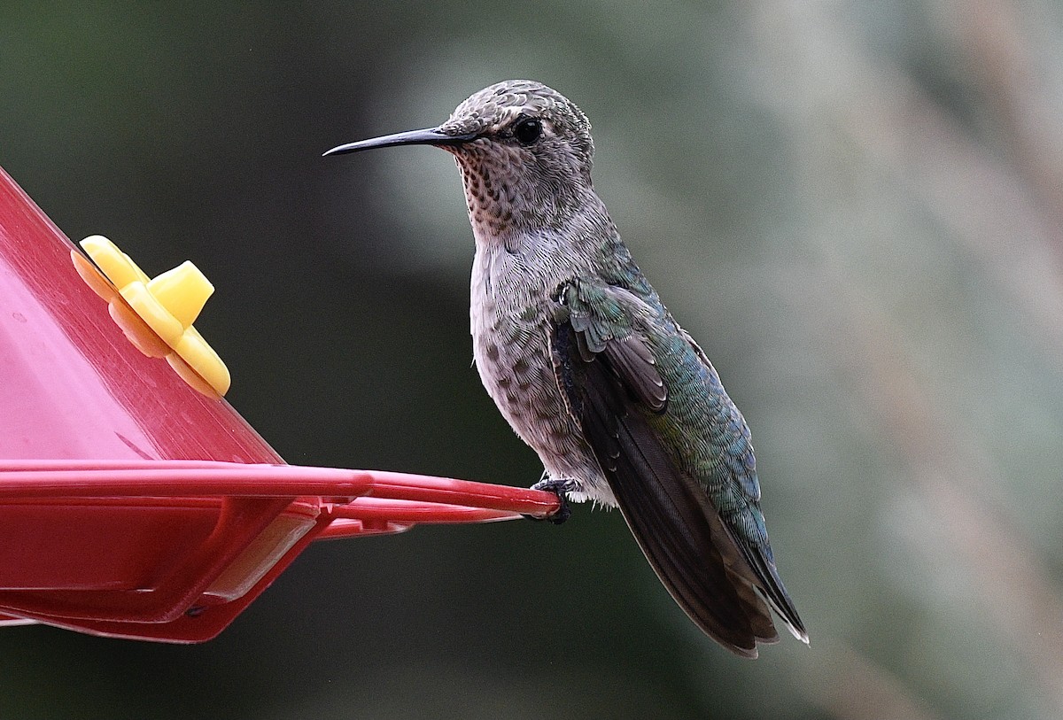 Anna's Hummingbird - ML360499241