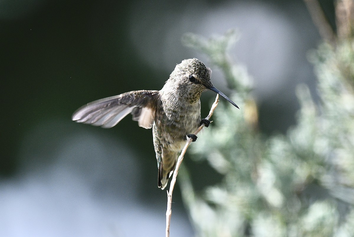 Anna's Hummingbird - ML360499251