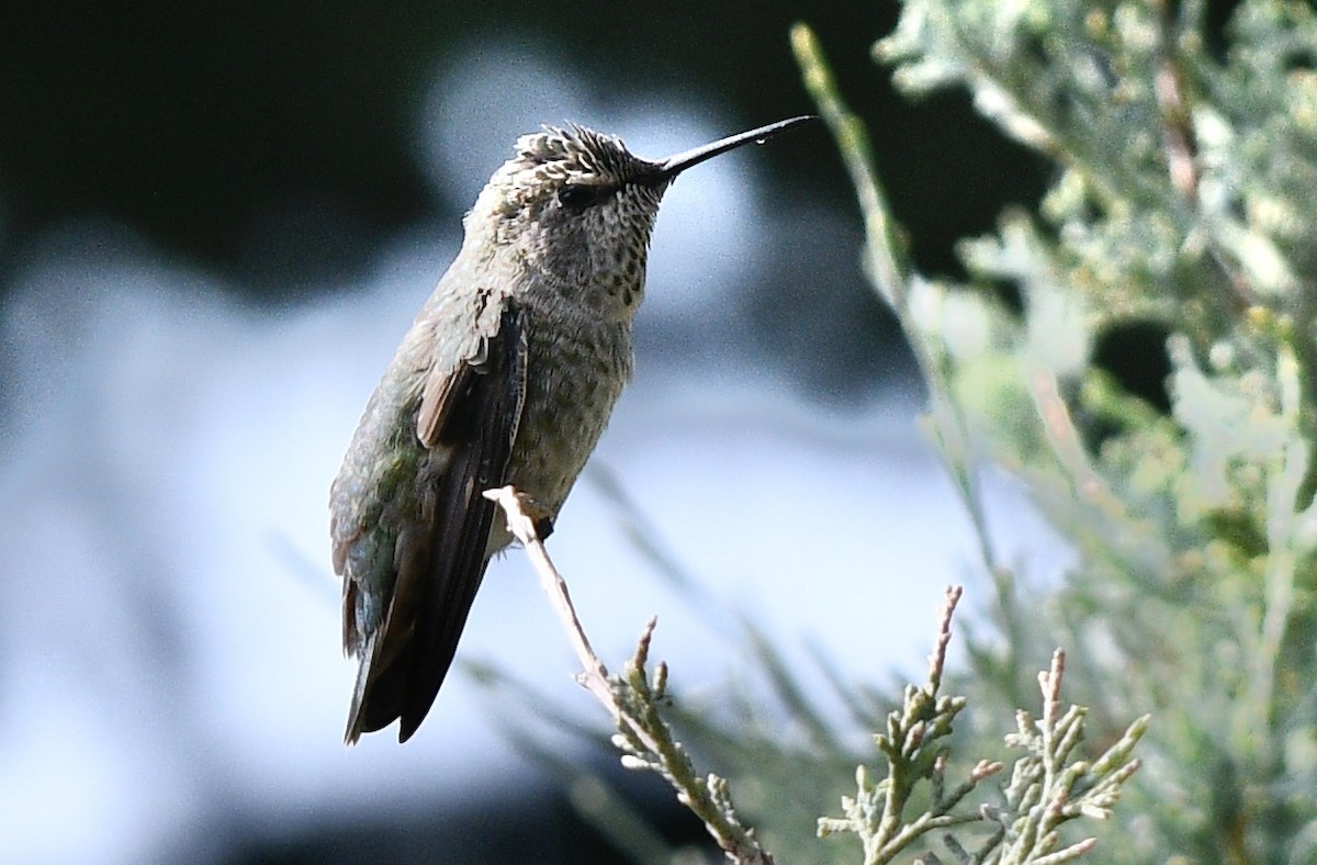 Anna's Hummingbird - Lorna Aynbinder