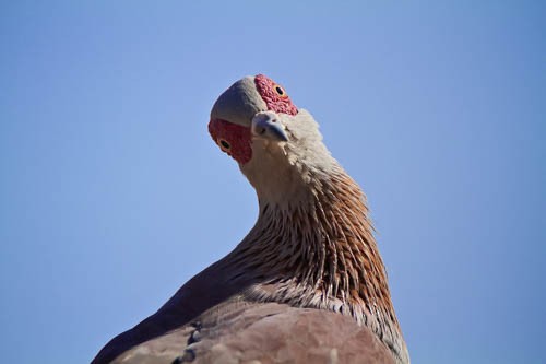 Speckled Pigeon - ML360501041
