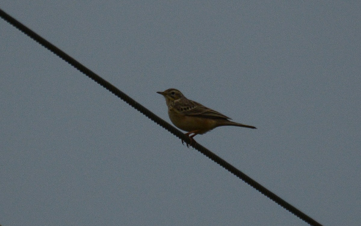 Pipit de Godlewski - ML360501241