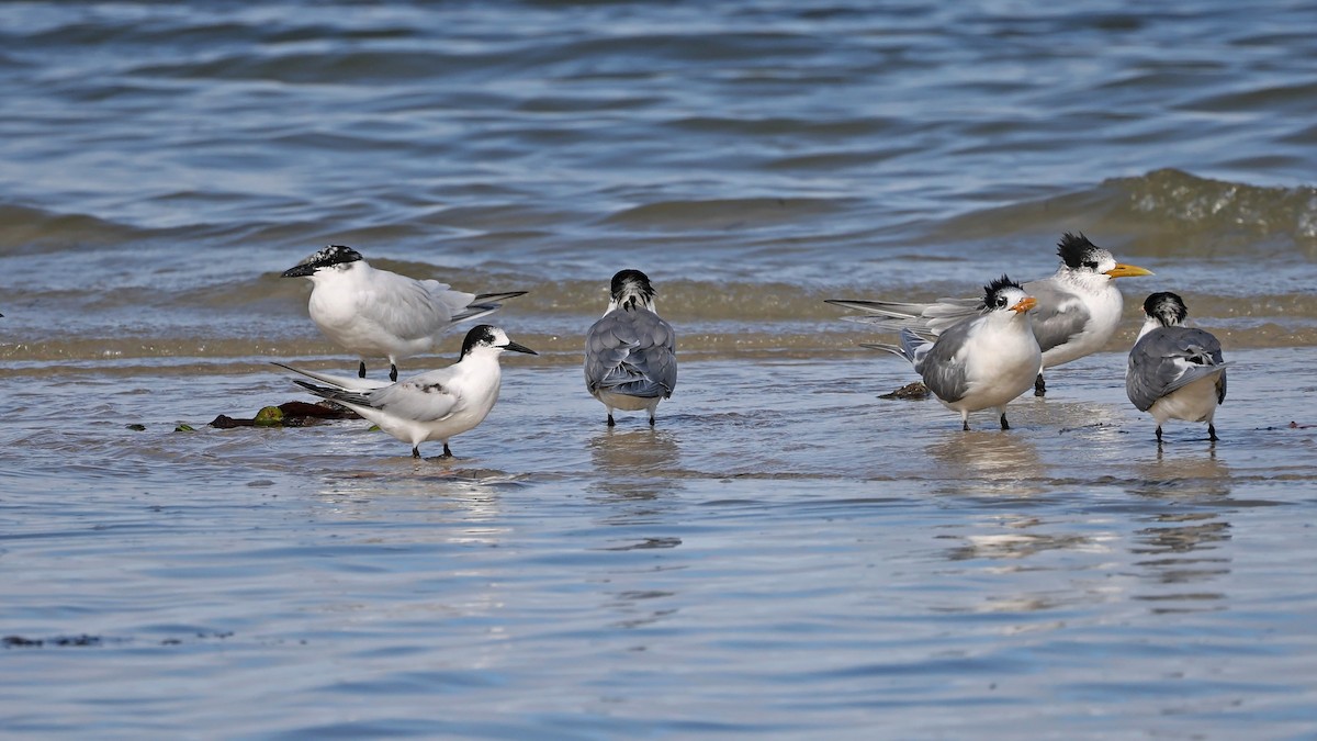 White-fronted Tern - ML360502241