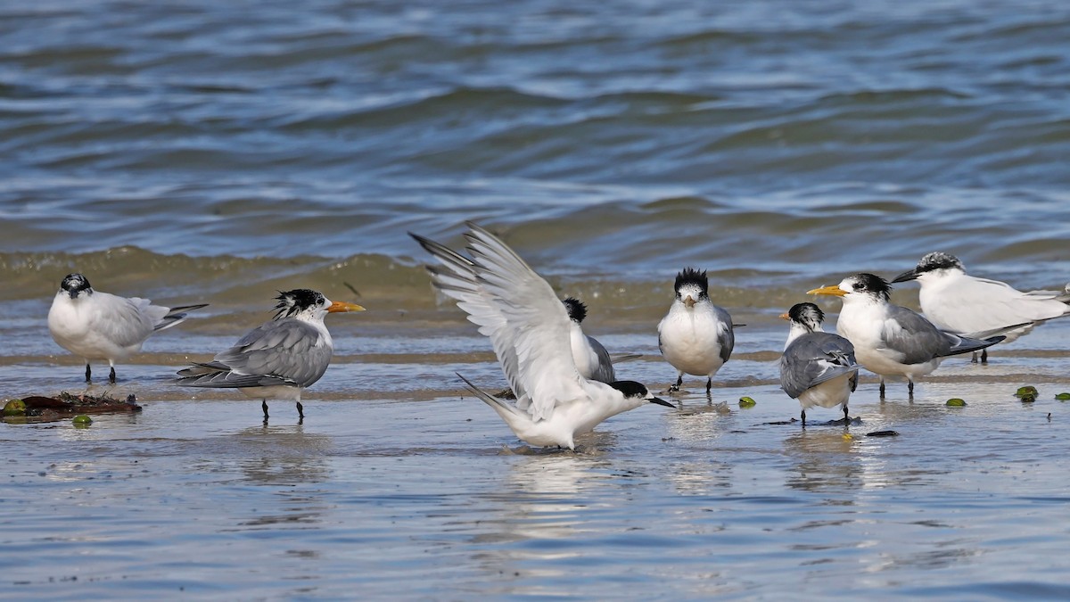 White-fronted Tern - ML360502291