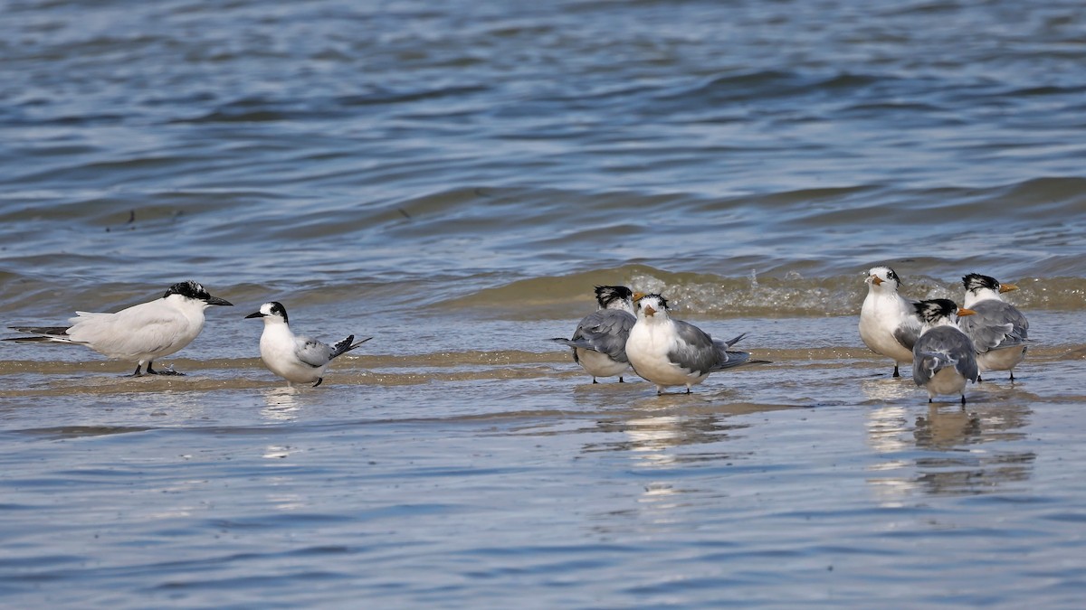 White-fronted Tern - ML360503811