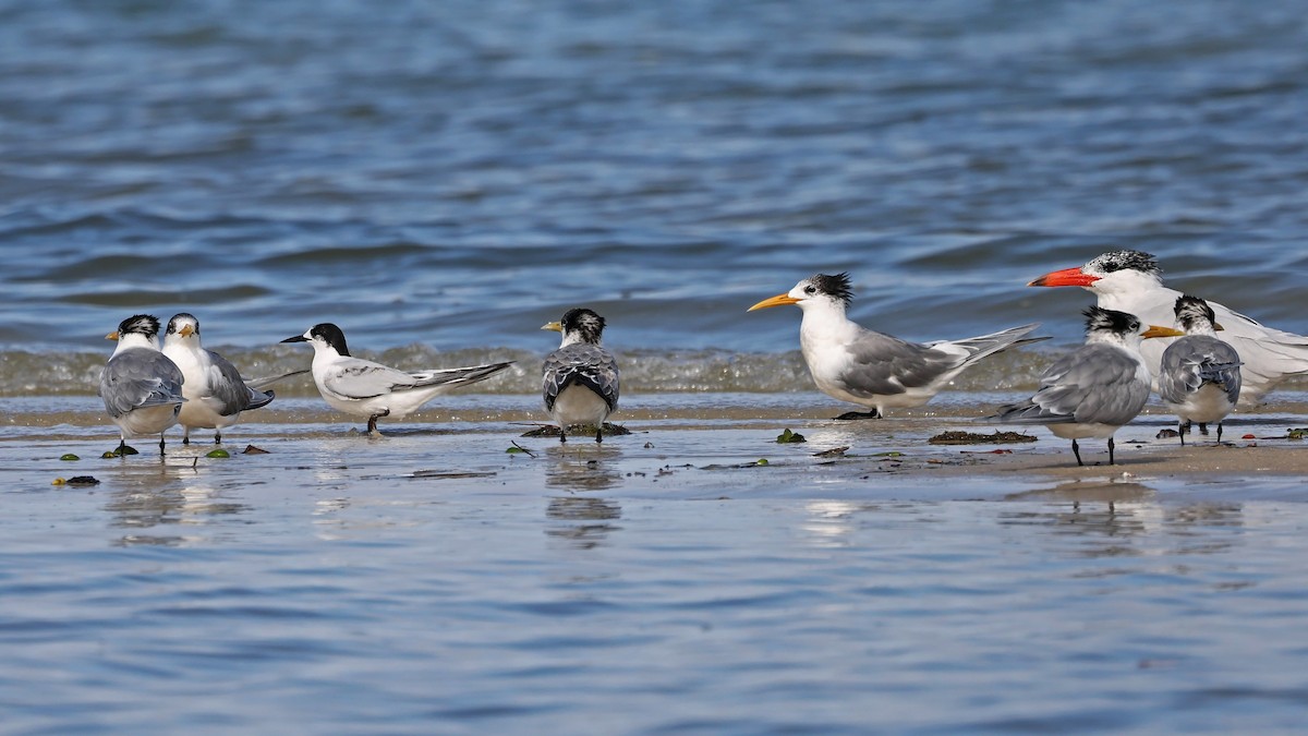 White-fronted Tern - ML360505891