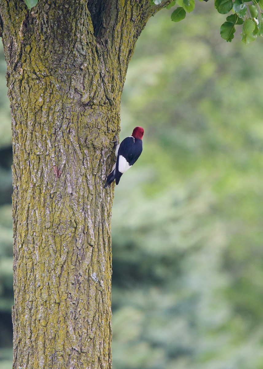 Red-headed Woodpecker - ML360505961