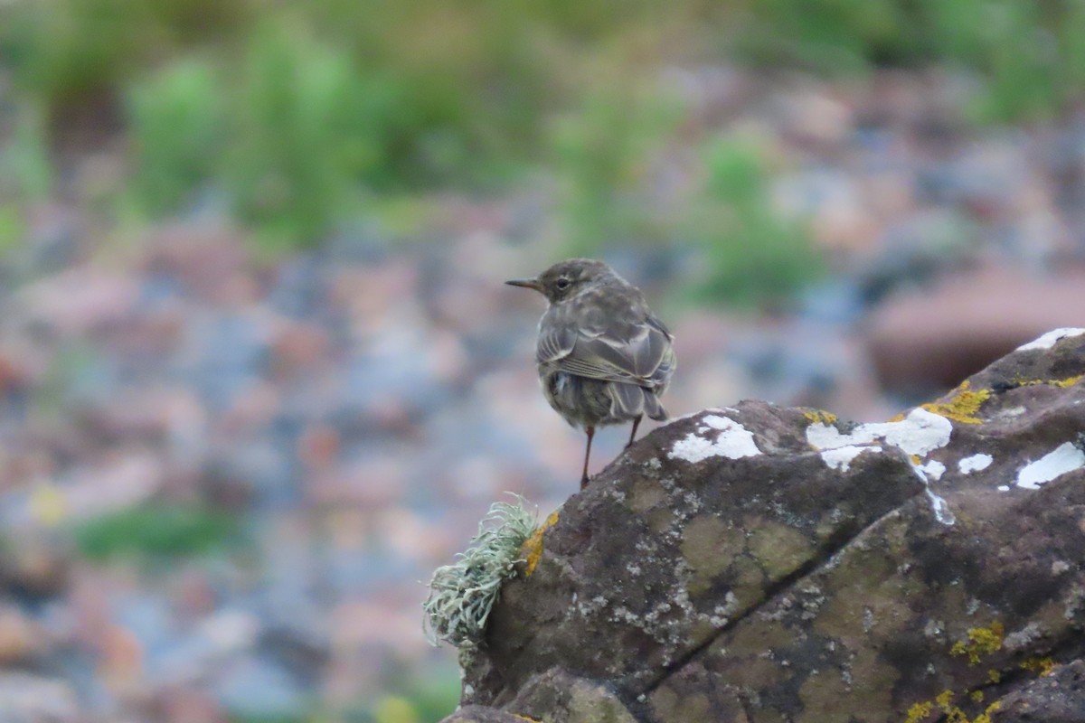 Rock Pipit - ML360508311