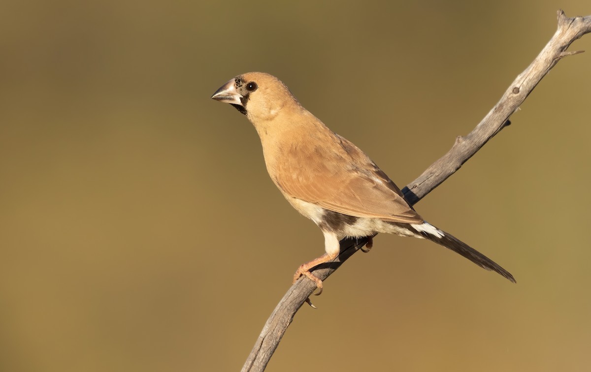 Masked Finch - ML360510121