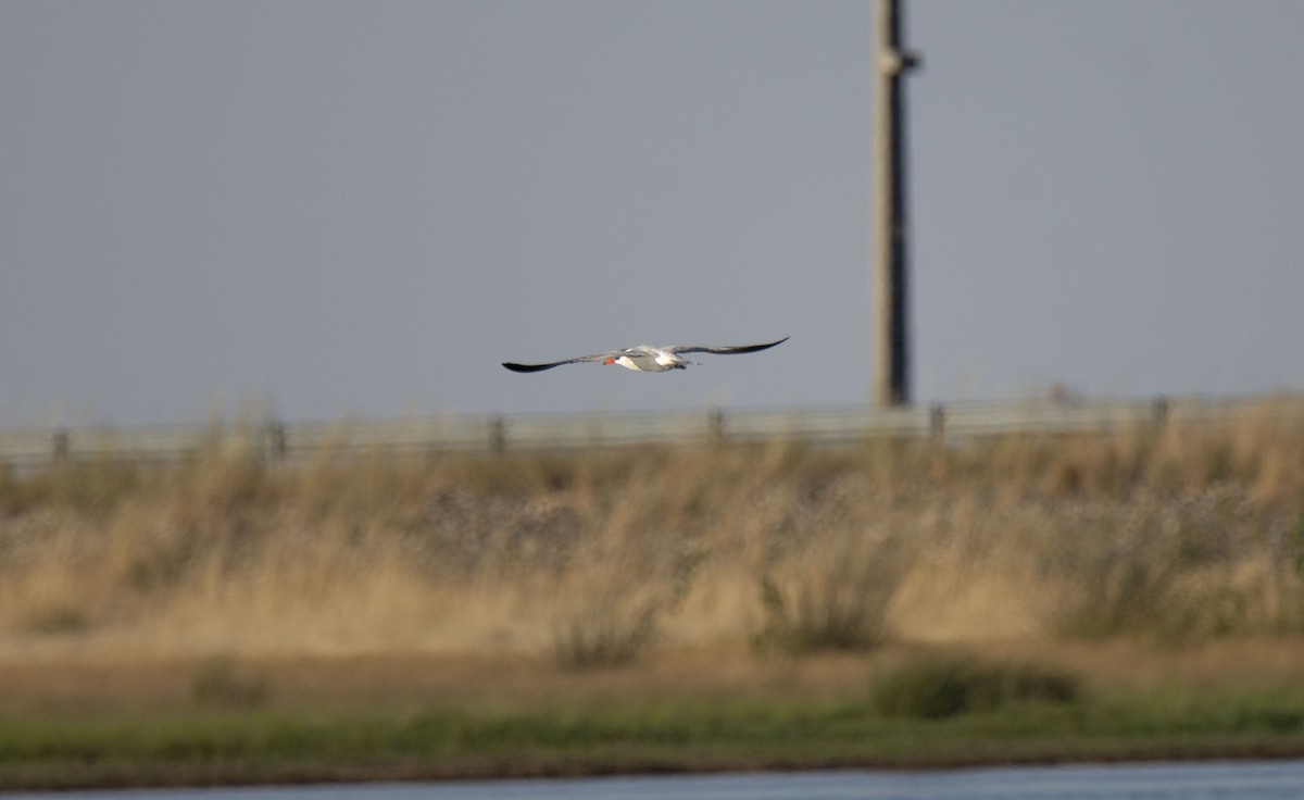 Caspian Tern - ML360510951