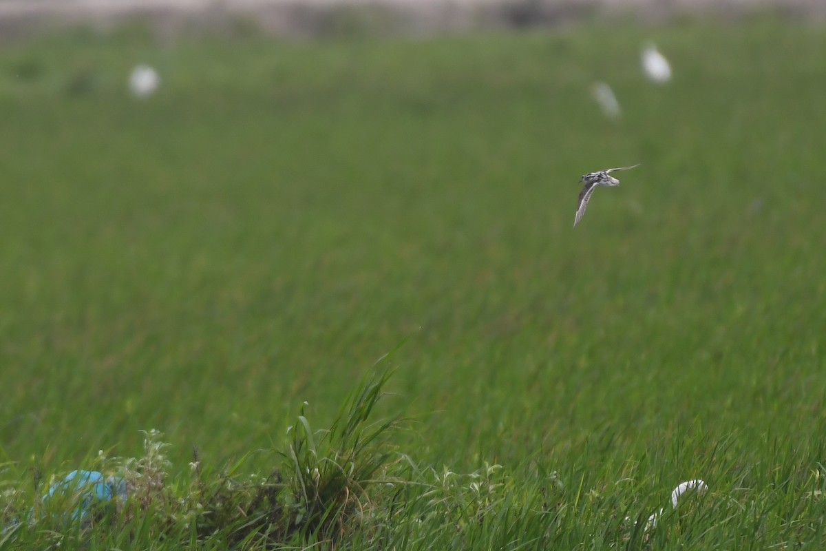 svømmesnipe - ML360511381