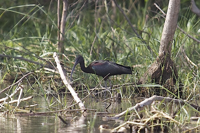 Glossy Ibis - ML360512401