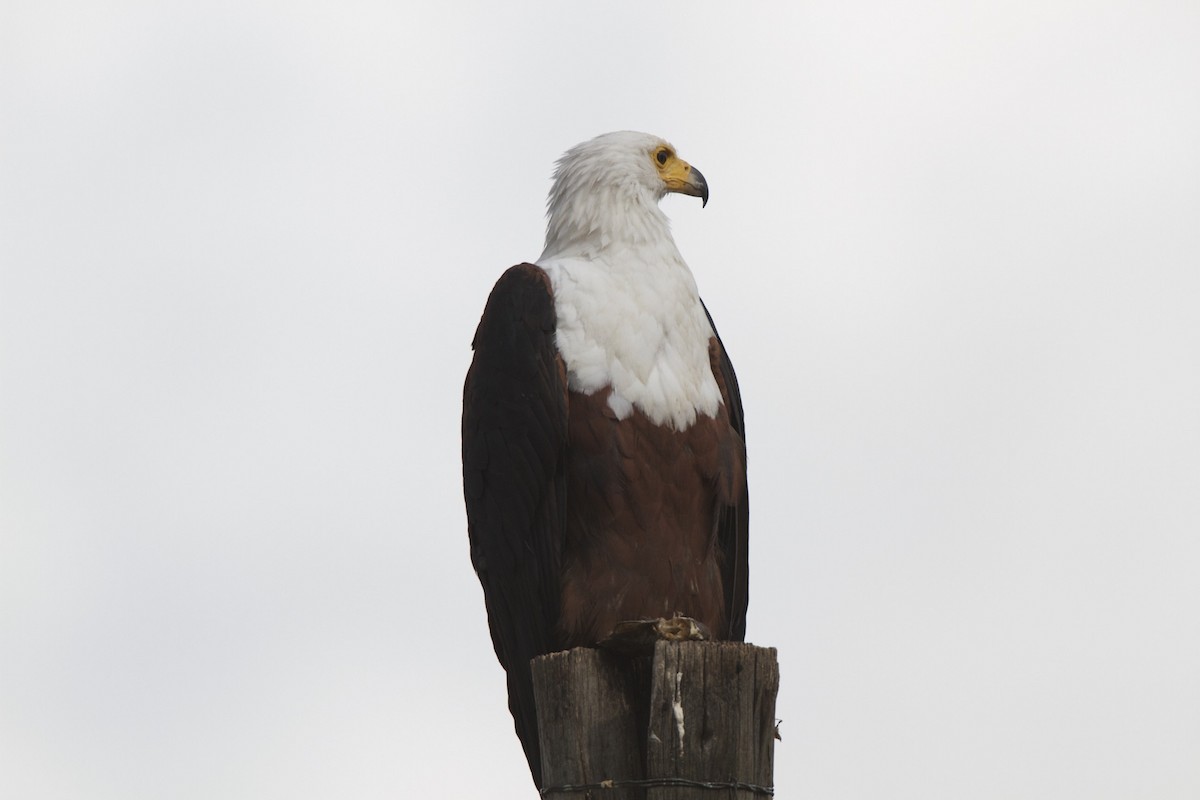 African Fish-Eagle - Anonymous