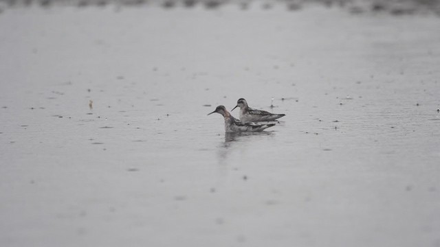 Red-necked Phalarope - ML360512721