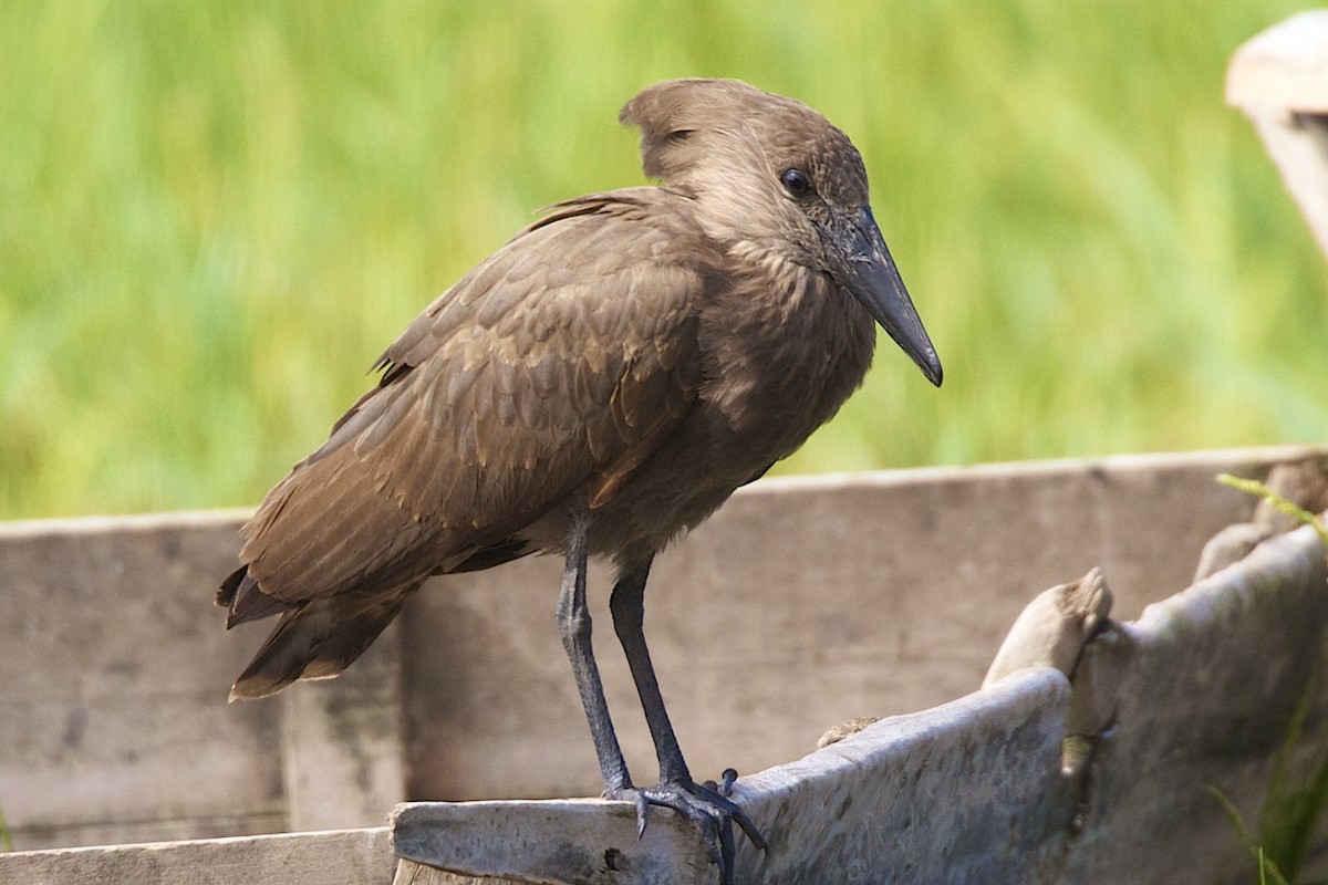 Hamerkop - ML360513301