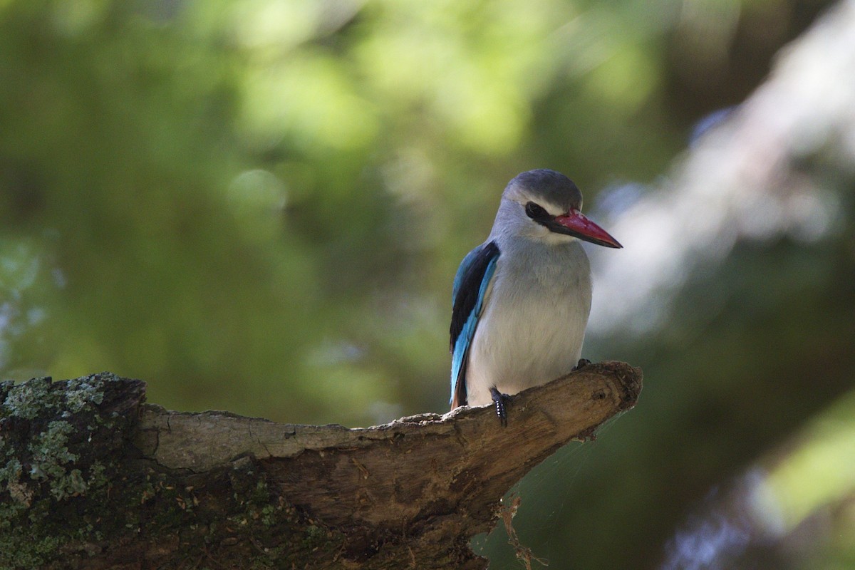 Woodland Kingfisher - ML360513331