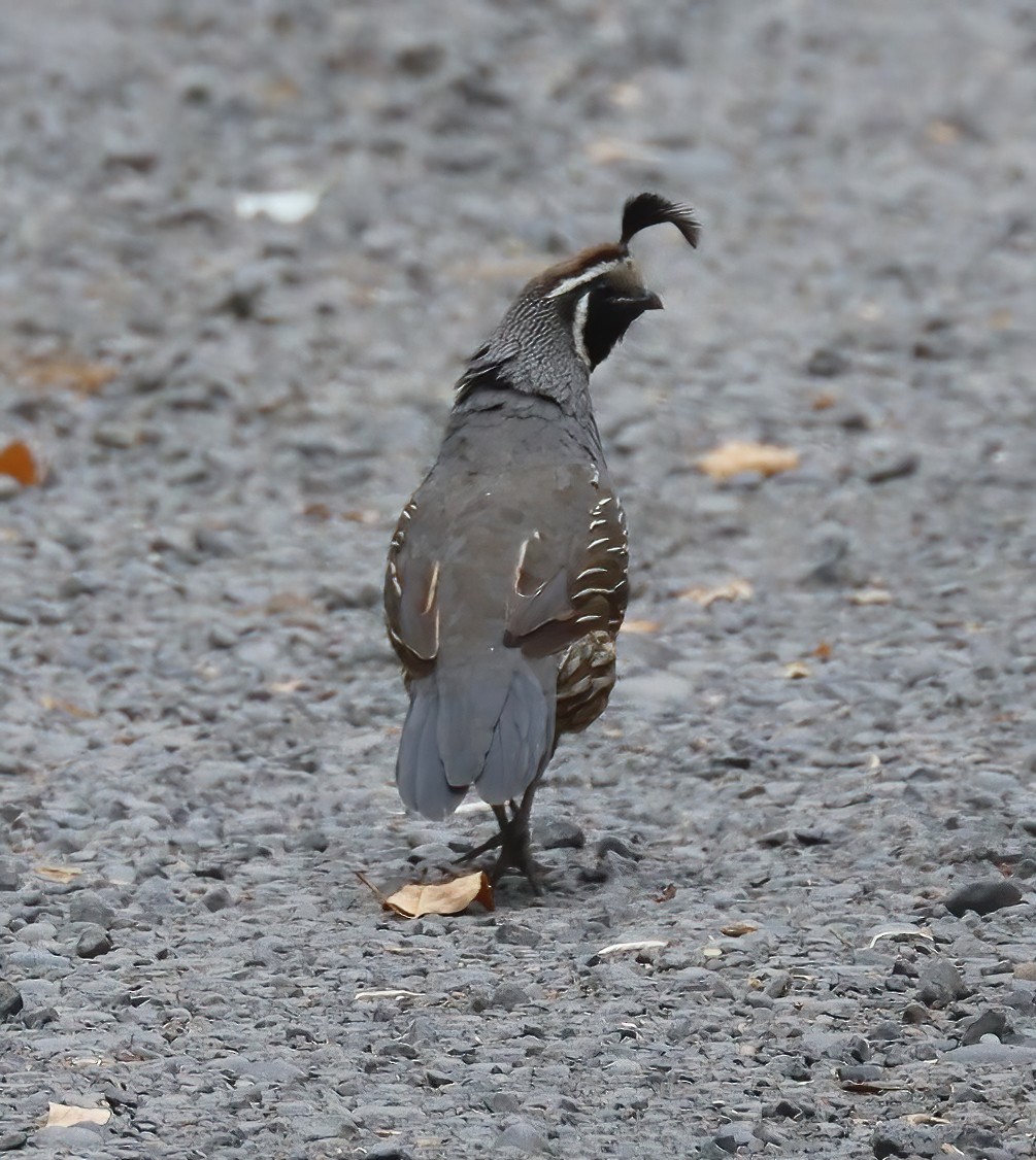 California Quail - ML360514901