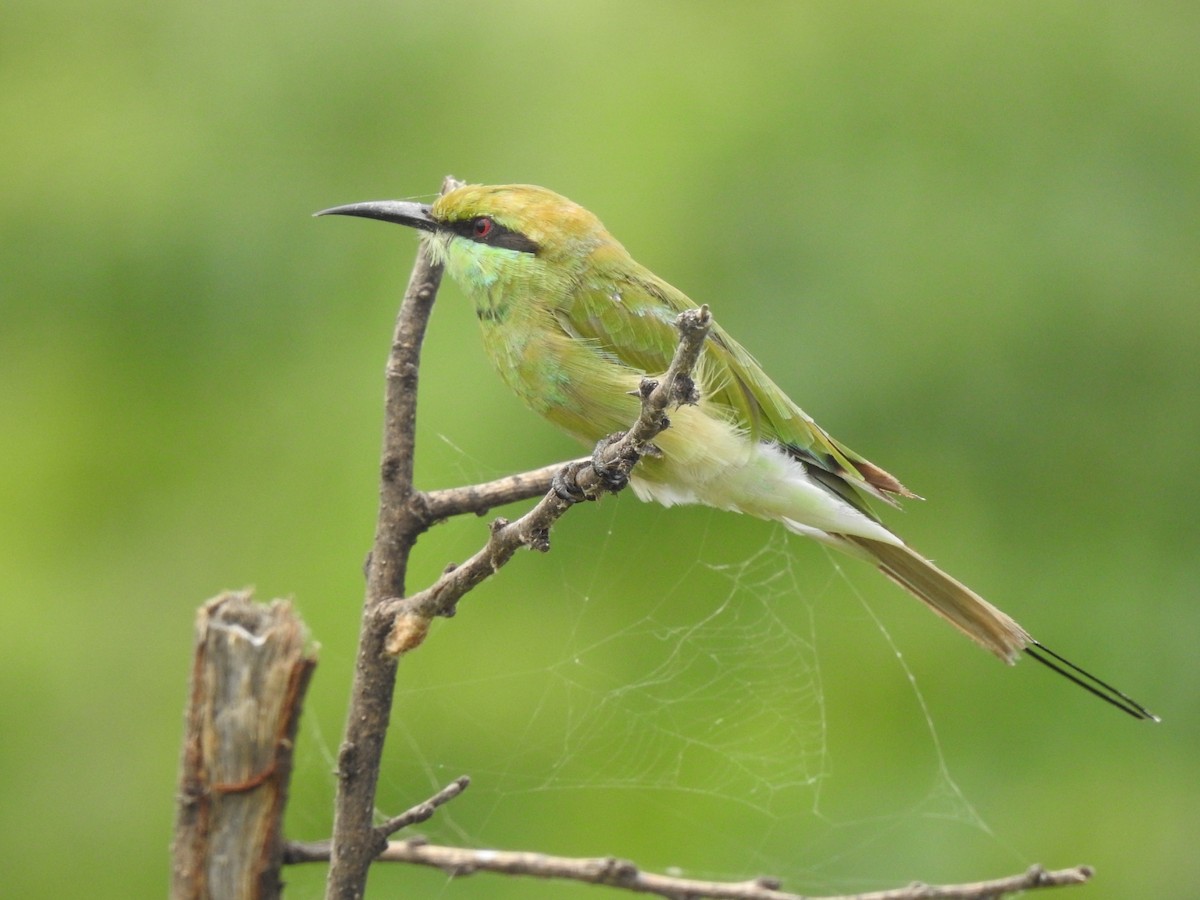 Asian Green Bee-eater - ML360514941
