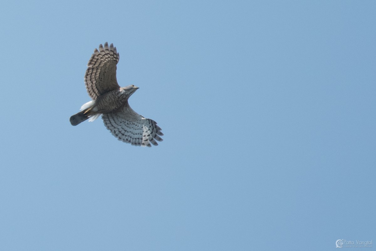 Crested Goshawk - ML360514961