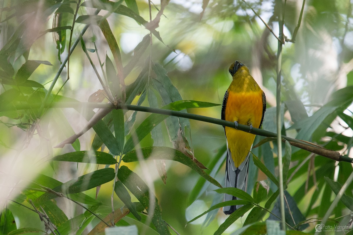 Turuncu Göğüslü Trogon - ML360515031