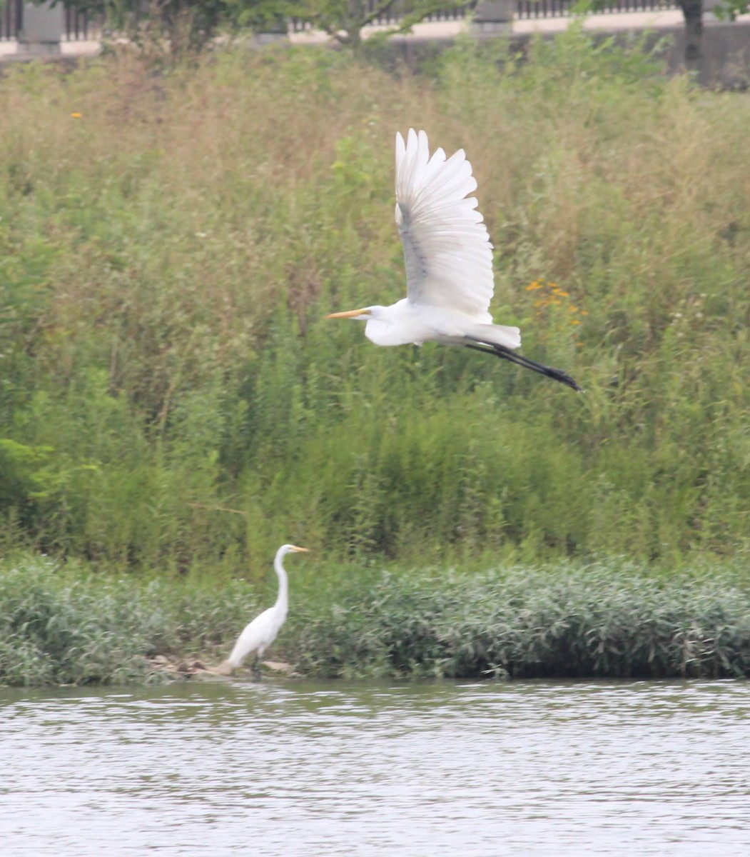 Great Egret - Wes Hatch